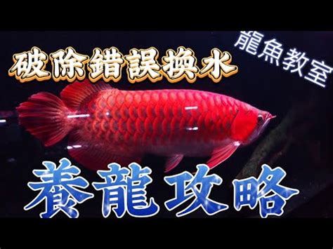 養龍魚|科學養龍魚：水質飼料及健康